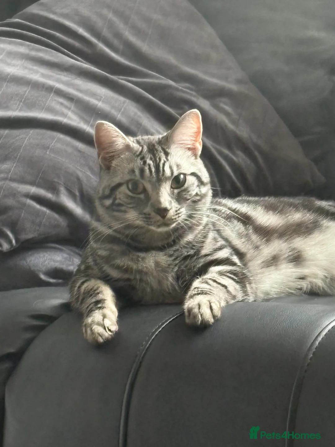 Mixed Breed cats for sale: 1 year old male cat  - Advert 2