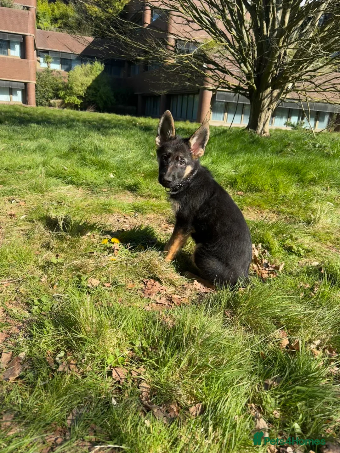 German Shepherd dogs for sale: 15 weeks German shepherd puppy  in Hook - Advert 1