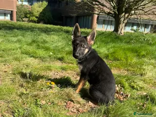 German Shepherd dogs 15 weeks German shepherd puppy - Advert 1