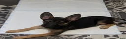 German Shepherd dogs for sale: Beautiful Female pup in Manchester - Advert 2