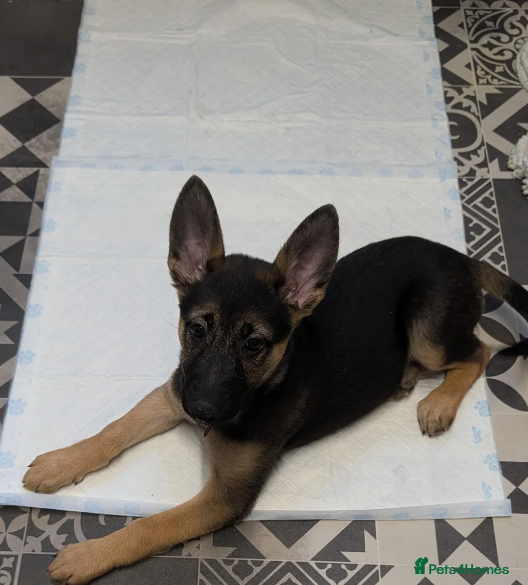 German Shepherd dogs for sale: Beautiful Female pup in Manchester - Advert 2