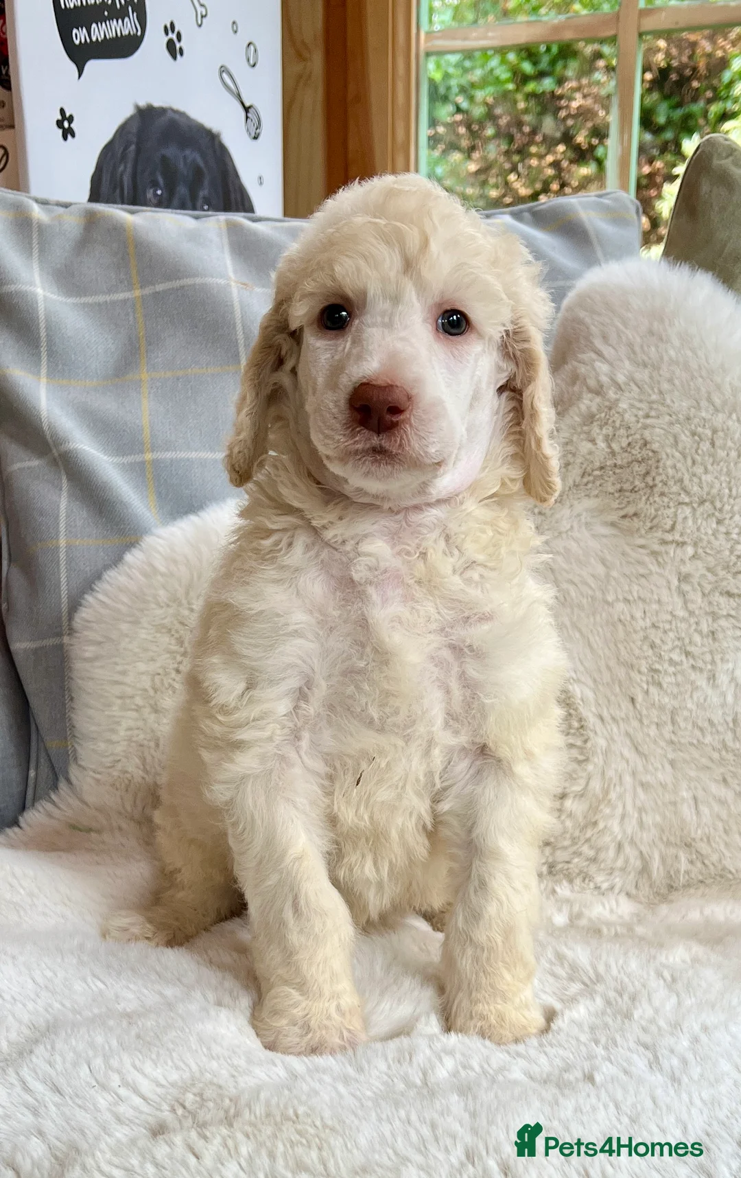 Standard Poodle dogs for sale: Stunning KC reg standard poodles  - Advert 17