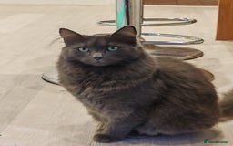 Mixed Breed cats for sale: Fluffy grey cat, 3 years old - Image 1