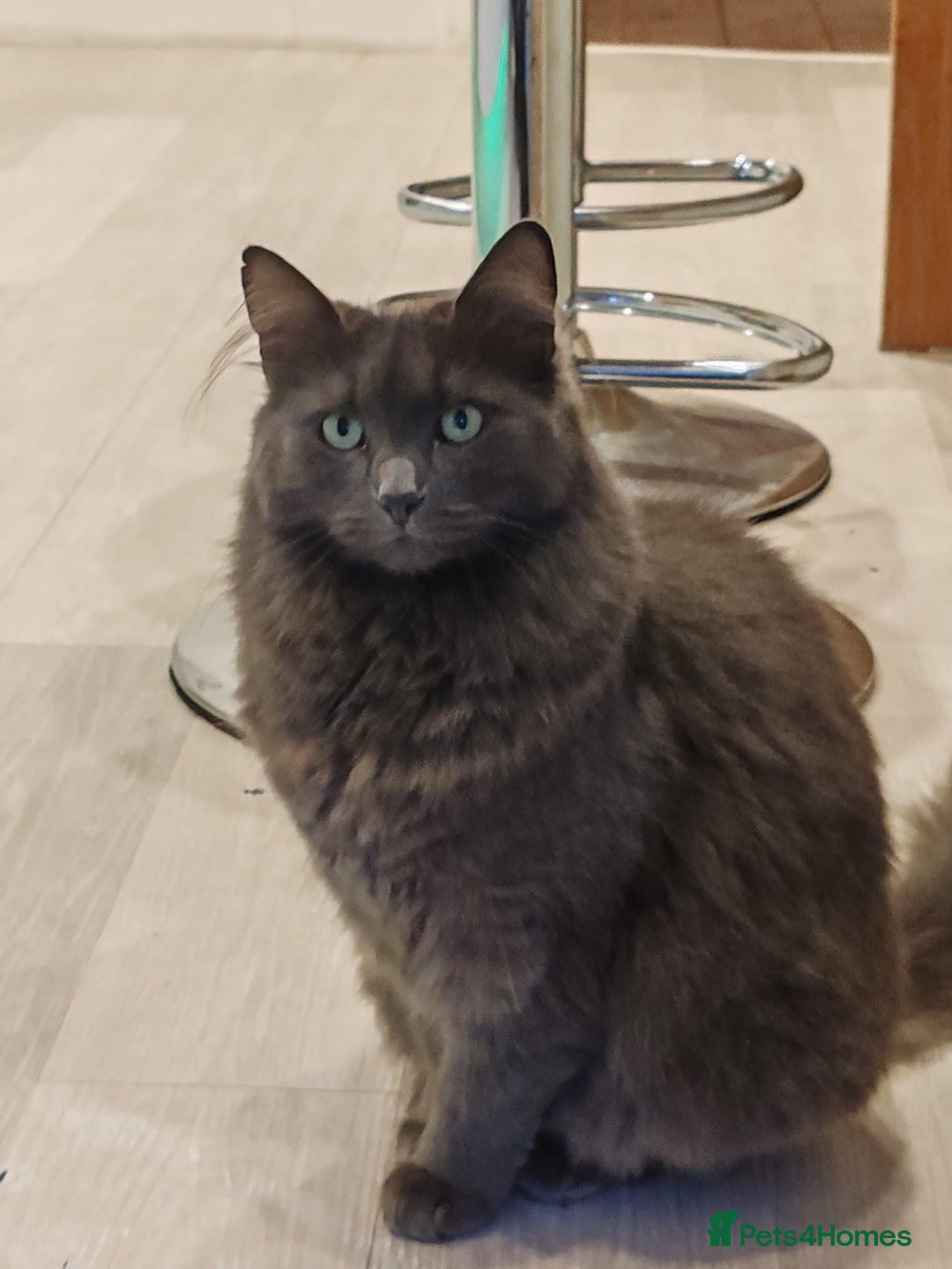 Mixed Breed cats for sale: Fluffy grey cat, 3 years old - Image 1