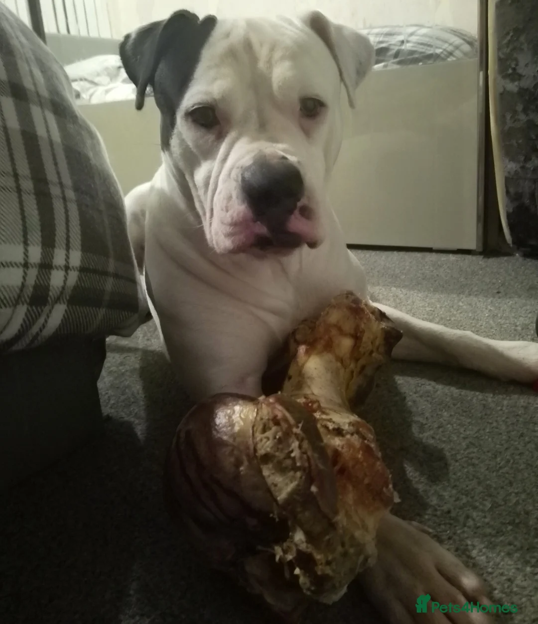 Alapaha Blue Blood Bulldog dogs for stud: Bitch looking for stud - Advert 7