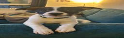 Mixed Breed dogs for sale: Husky/staffy pup 15 weeks  in Glasgow - Advert 5