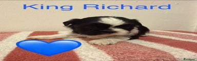 Shih Tzu Puppy 3 King Richard 