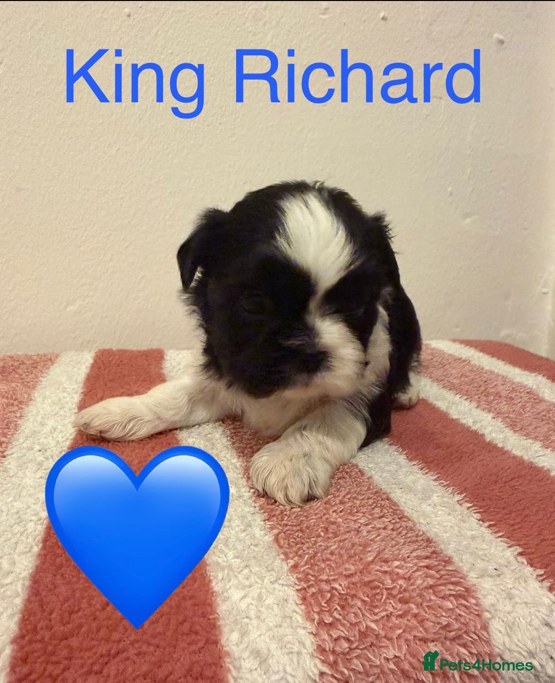 Shih Tzu dogs for sale: Shih Tzu puppies  - Advert 7