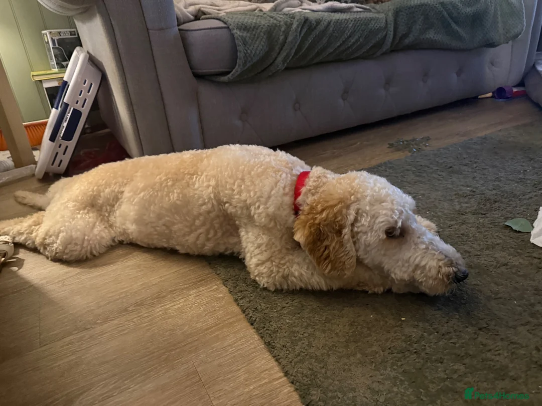 Mini Goldendoodle dogs for sale: Mini golden doodle 6 month old  - Advert 2