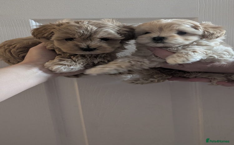 Maltipoo dogs - Advert 3
