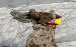Dachshund dogs for sale: Dachshund Miniature Smooth Haired - Image 4