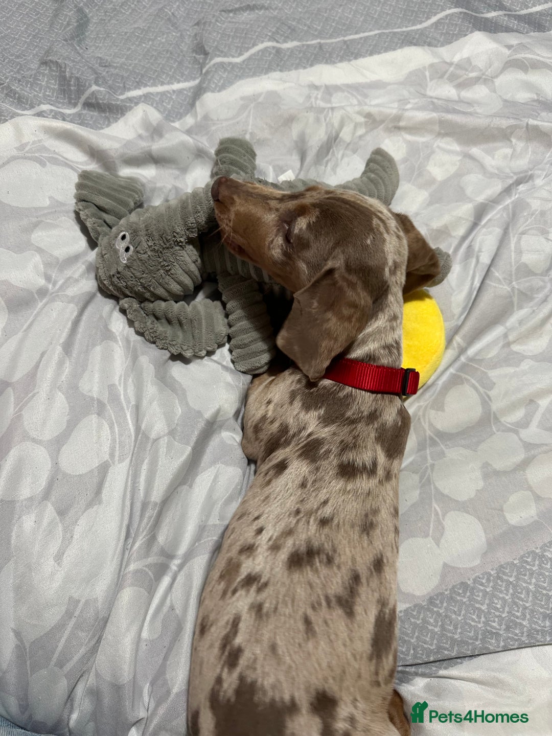 Dachshund dogs for sale: Dachshund Miniature Smooth Haired - Image 4