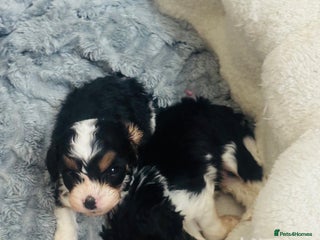 Cavapoo dogs F1 tiny toy cavapoo extensively health tested - Advert 10