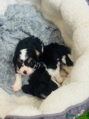 Cavapoo dogs F1 tiny toy cavapoo extensively health tested - Advert 15