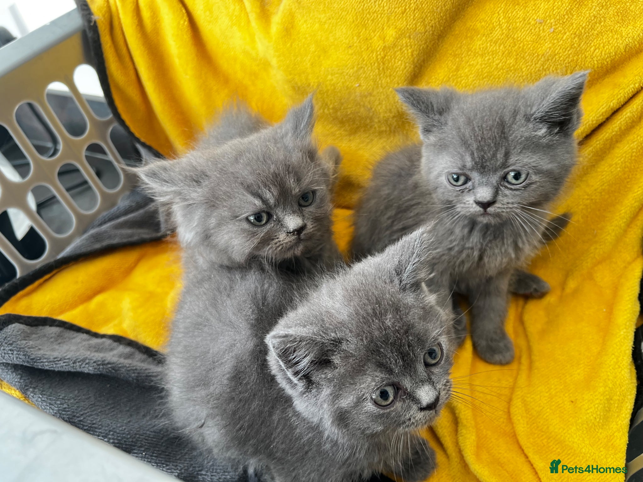 Persian cats Persian x Exotic/Ragdoll mix - Advert 4