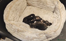 Mixed Breed cats for sale: 10 stripy kittens looking for new home - Image 2