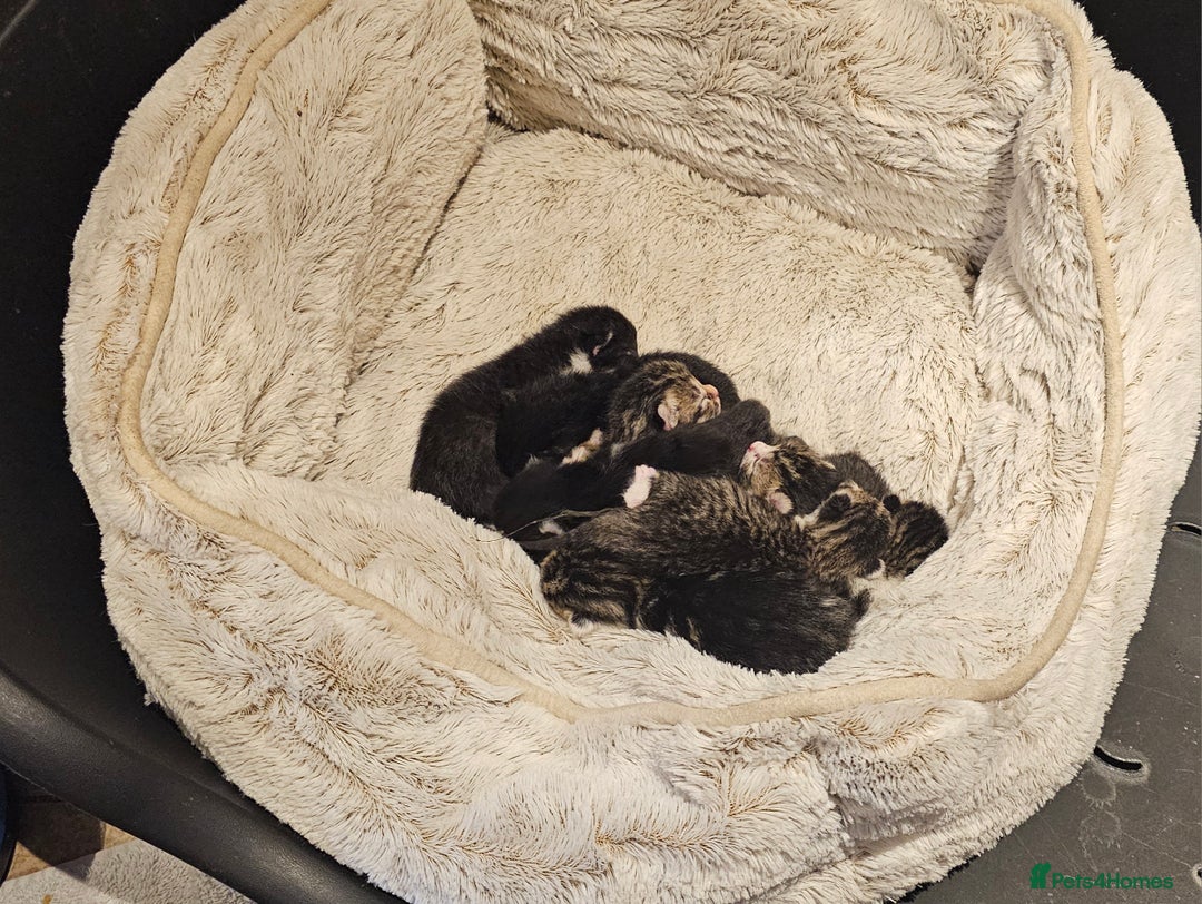 Mixed Breed cats for sale: 10 stripy kittens looking for new home - Image 2