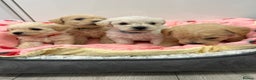 Mixed Breed dogs for sale: Westiepoo puppies - Advert 9