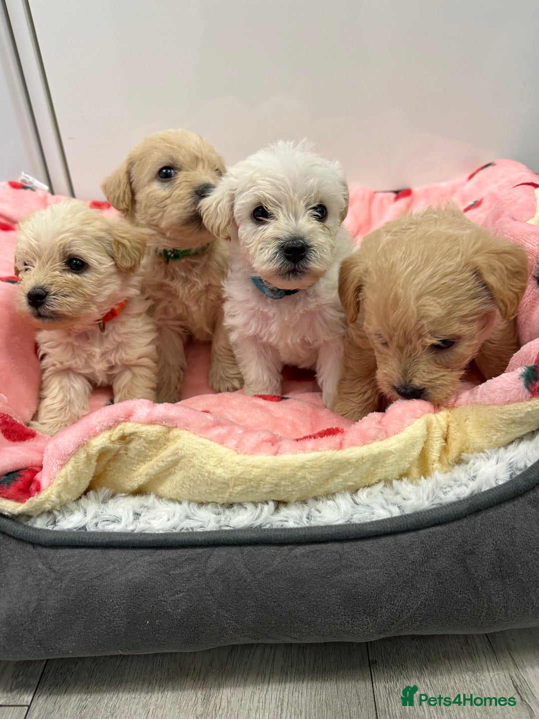 Mixed Breed dogs for sale: Westiepoo puppies - Advert 9