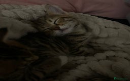 Bengal cats for sale: Bengal kittens for sale - Image 6