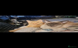 Siamese cats for sale: 3 x 2 y/o siamese males - Image 5