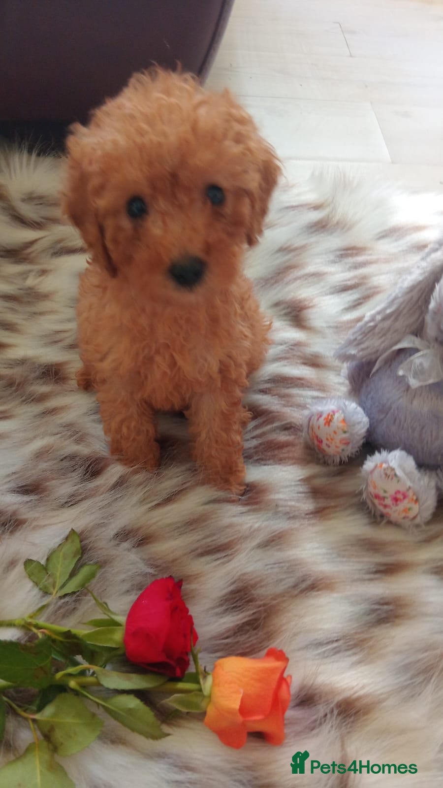 Miniature Poodle dogs Apricot miniature poodles - Advert 17