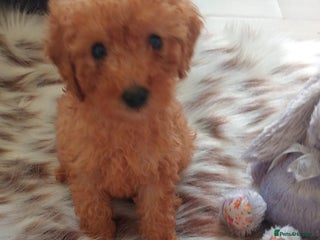 Miniature Poodle dogs Apricot miniature poodles - Advert 6
