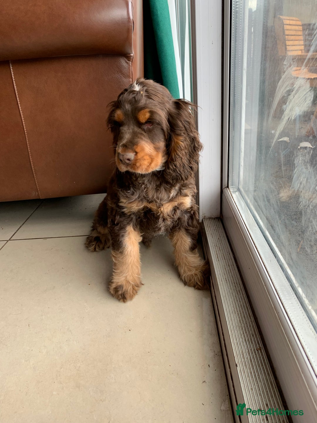 Cocker Spaniel dogs for sale: Kc Reg Pure bred show (Health Tested) - Image 5