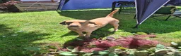 Labrador Retriever dogs for sale: READY TO GO. 2 AVAILABLE. Labrador Pups. KCreg. - Advert 30