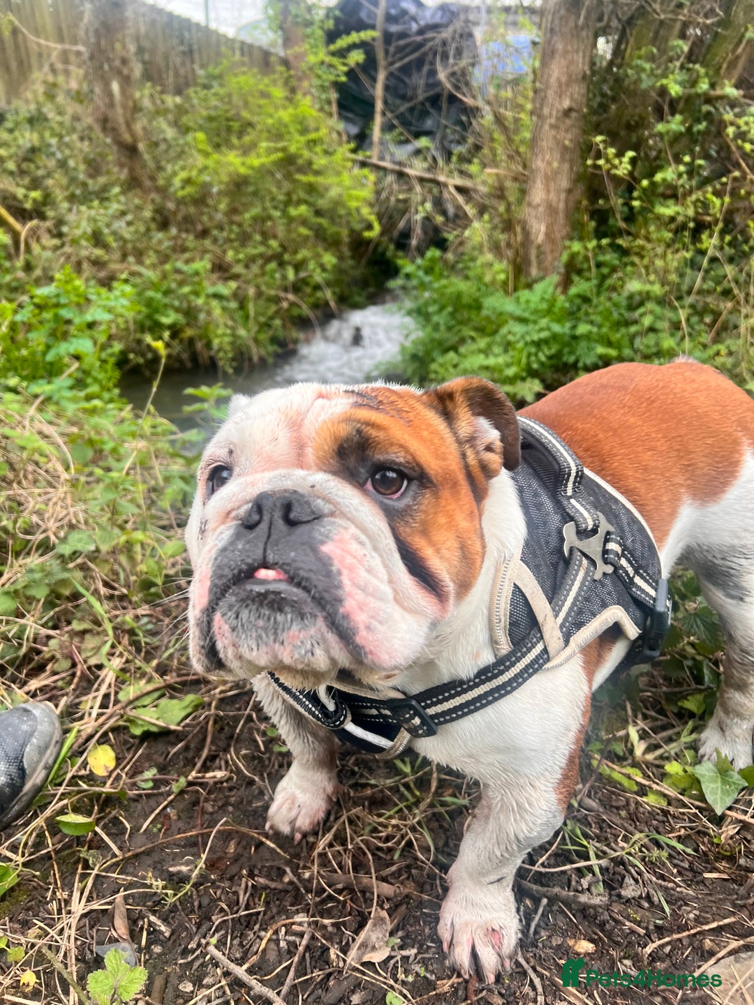 English Bulldog dogs for sale: 4 Year Old Female English Bulldog  - Advert 6