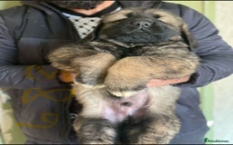 Caucasian Shepherd Dog dogs for sale: Caucasian shepherd puppies titan bloodline  - Image 4