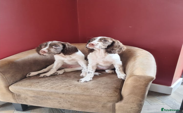 English Springer Spaniel dogs - Advert 10