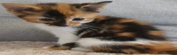Mixed Breed cats for sale: Female calico kittens  - Advert 8