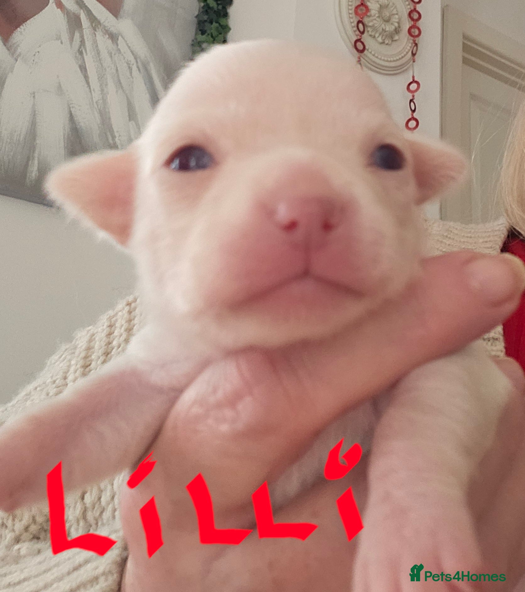 Chihuahua dogs Pure Snow White  Female Chihuahuas  - Advert 1