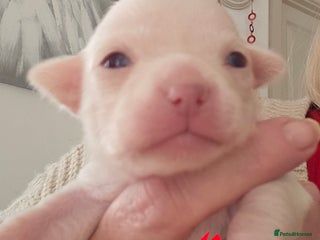 Chihuahua dogs Pure Snow White Female Chihuahuas - Advert 1