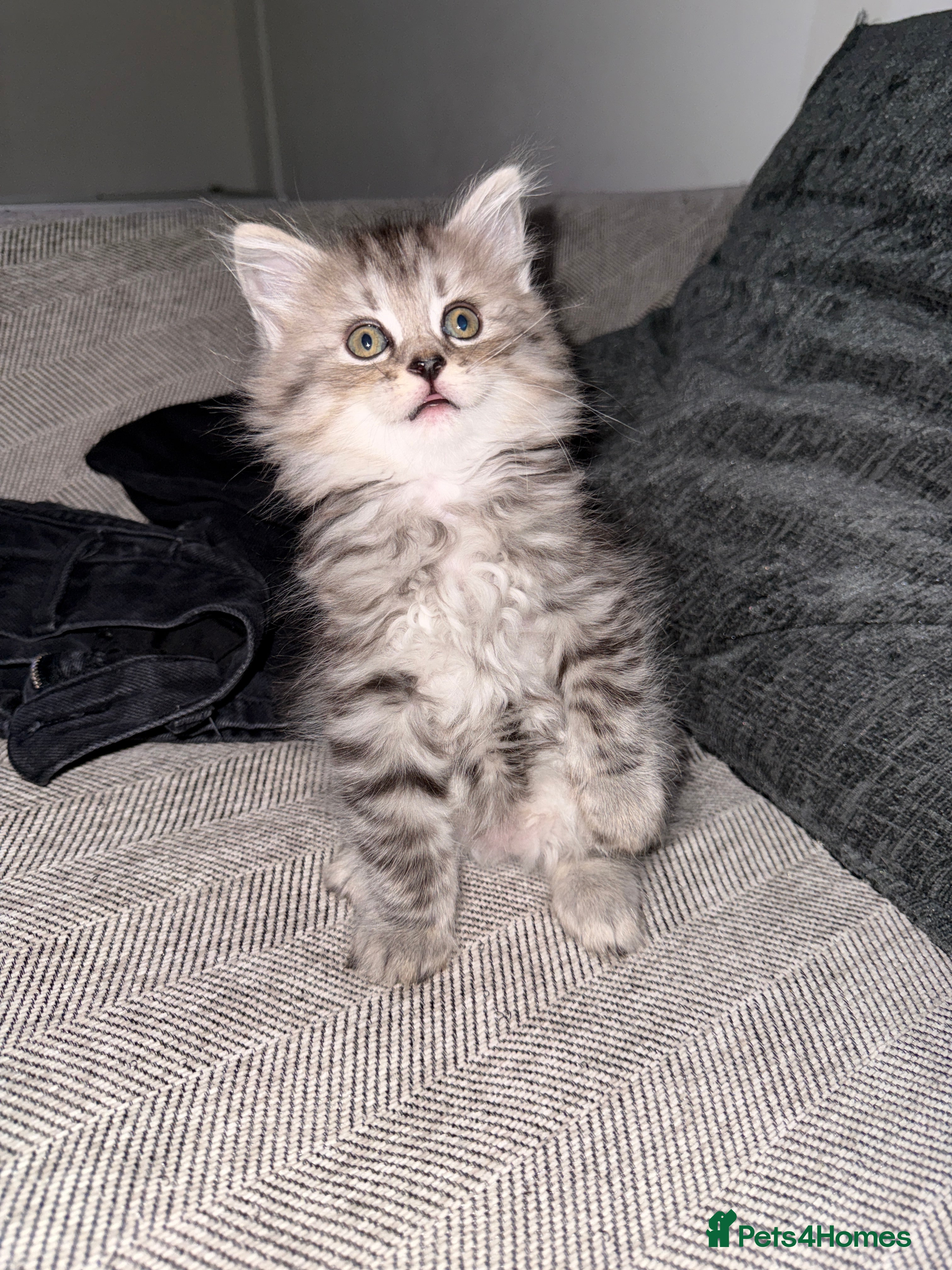 Persian cats PersianBSH silver, ginger & dark silver kittens 🩷 - Advert 18