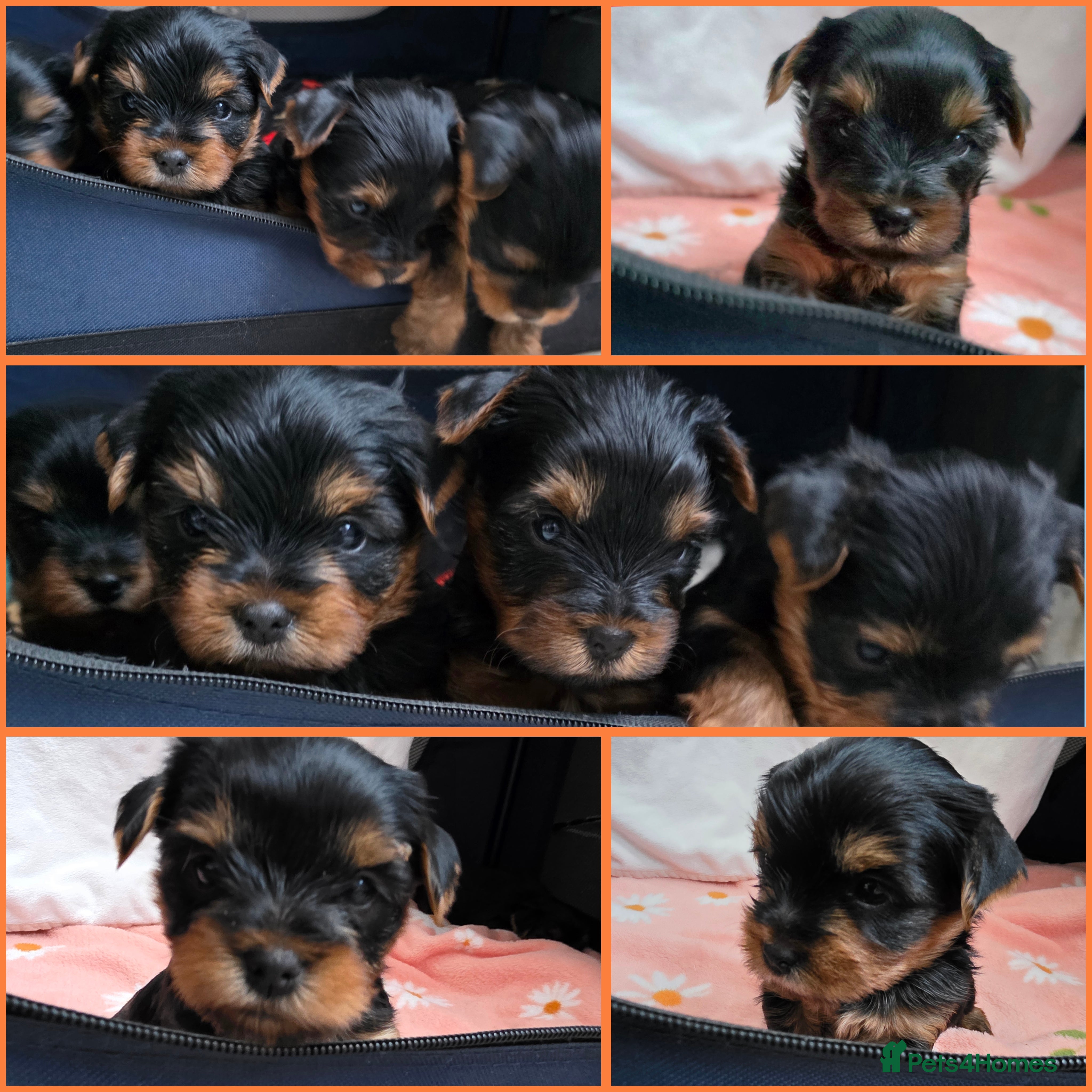 Yorkshire Terrier dogs KC Reg Yorkshire Terriers,Sired by a UK Champion🏆 - Advert 3