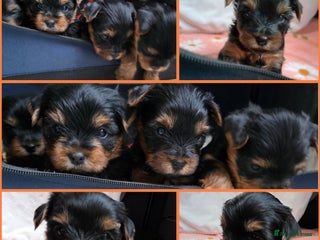 Yorkshire Terrier dogs KC Reg Yorkshire Terriers,Sired by a UK Champion🏆 - Advert 3
