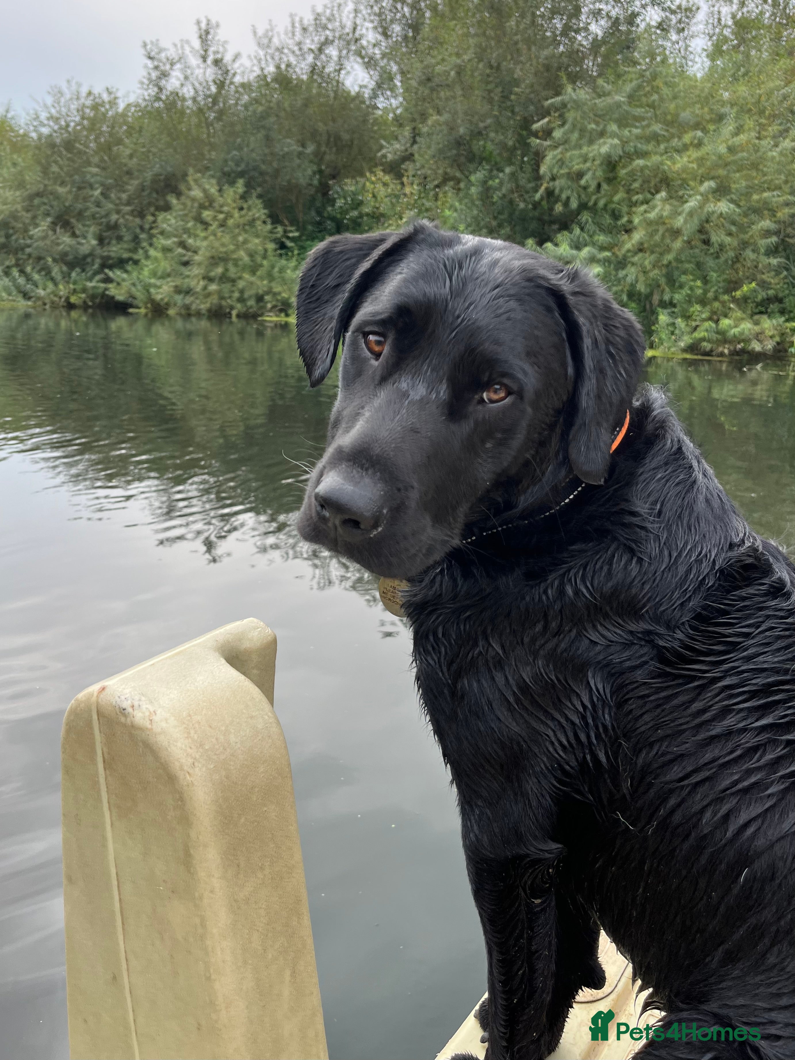 Labrador Retriever dogs Proven, KC Reg, fully health tested Labrador stud - Advert 16