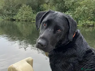 Labrador Retriever dogs Proven, KC Reg, fully health tested Labrador stud - Advert 12