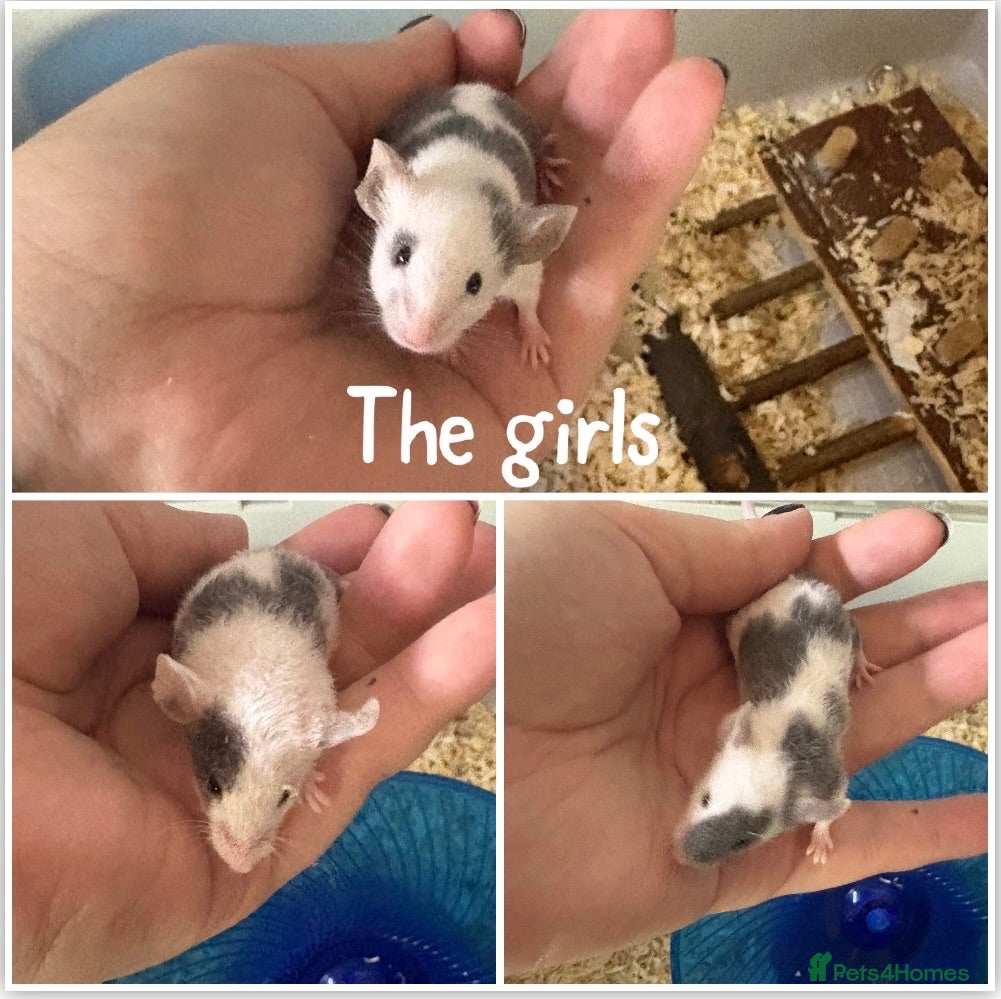 Mouse rodents BABY FANCY MICE FOR SALE - Advert 11