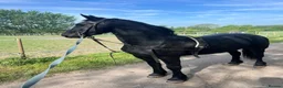 Friesian horses for sale: Fresian gelding for sale - Advert 6