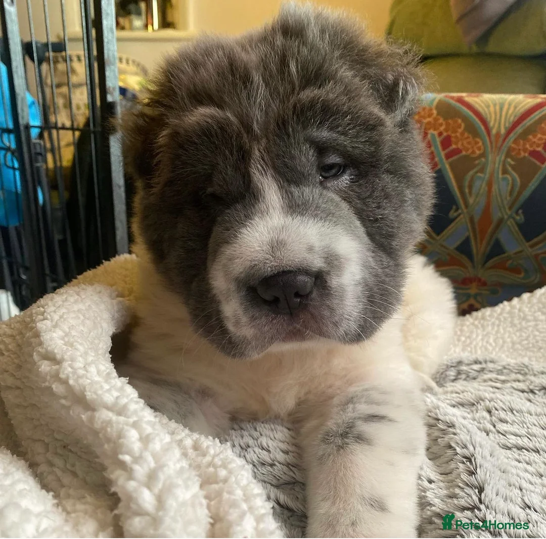 Shar Pei dogs for stud: BEST 🏆 Blue bear & chocolate & tan bear 🐻 in Hornchurch - Advert 20