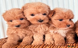 Cairn Terrier dogs for sale: STUNNING F1 cairn-oodle puppies  - Image 13
