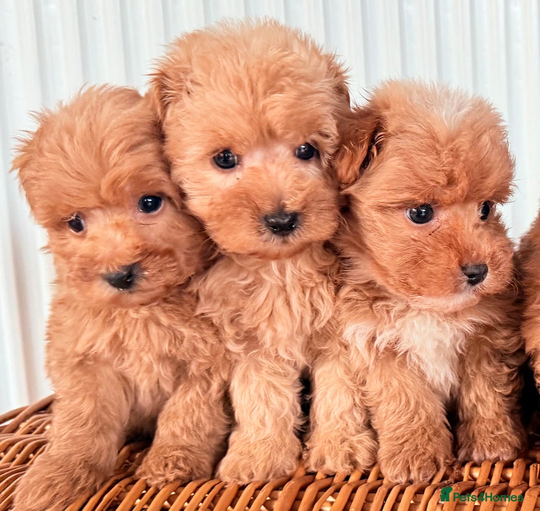 Cairn Terrier dogs for sale: STUNNING F1 cairn-oodle puppies  - Image 13