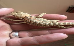 Bearded Dragon reptiles for sale: 60 Baby bearded dragons  - Image 7