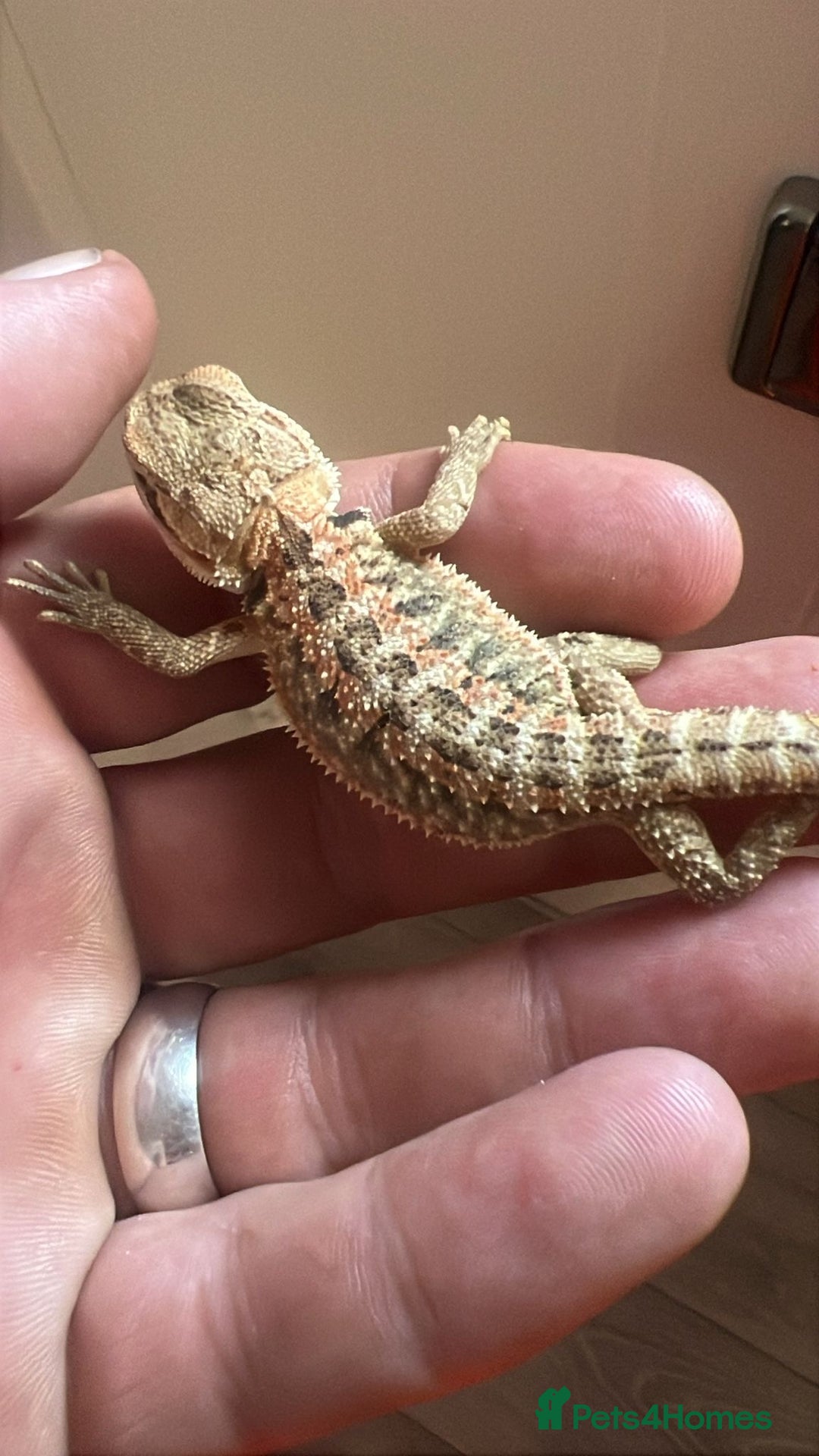 Bearded Dragon reptiles for sale: 60 Baby bearded dragons  - Image 7