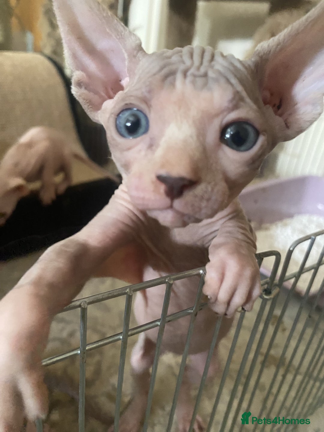 Sphynx cats for sale: 4 Sphynx Kittens ready soon! - Image 6