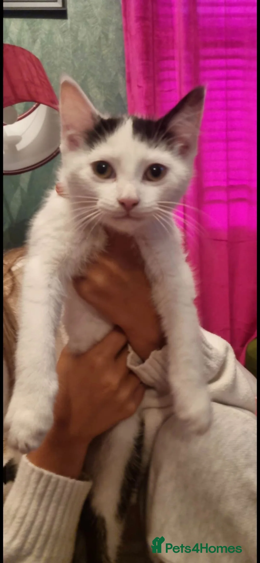 Domestic Shorthair cats for sale: Kittens x5 in Goole - Advert 2