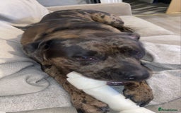 American Bulldog dogs for sale: 1 year old this mth(born Sept 24)American Bulldog - Image 1